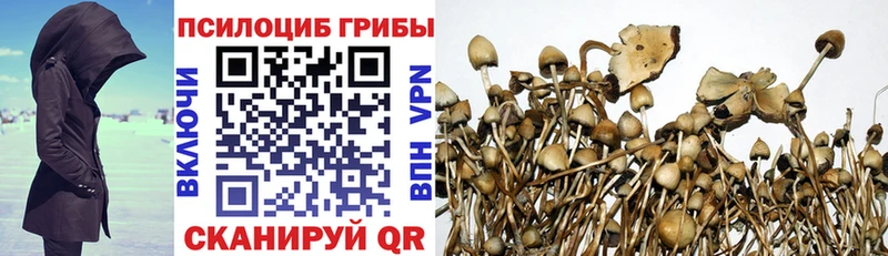 Галлюциногенные грибы Psilocybine cubensis  закладка  omg ССЫЛКА  Светлогорск 